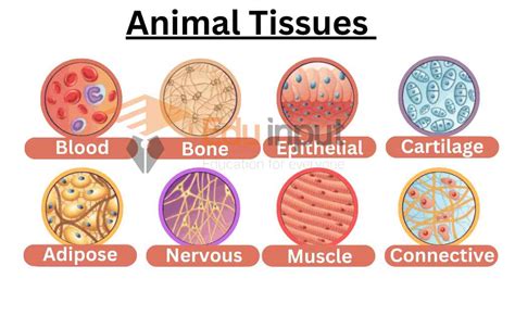 What Are Animal Tissues?-Types And Functions