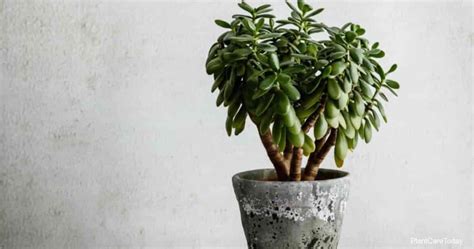 Jade Plant Watering: How Often To Water Jade Plant?