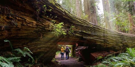 Best Places to See Redwoods | Via | Redwood forest california, Redwood forest, Humboldt redwoods ...