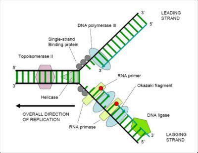 DNA - Citable Version - Citizendium