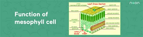 O level - Business studies - what is the function of mesophyll cells in plants