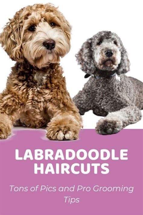 Guide to Labradoodle Haircuts With Photos & Grooming Tips! [2022]