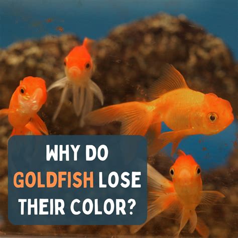 Why Do Goldfish Change Color or Turn White? - PetHelpful