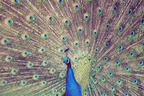 "Mating Peacock Showing Off" by Stocksy Contributor "Urs Siedentop & Co ...