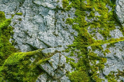 Free Stock Photo of Moss on a Rock | Download Free Images and Free ...