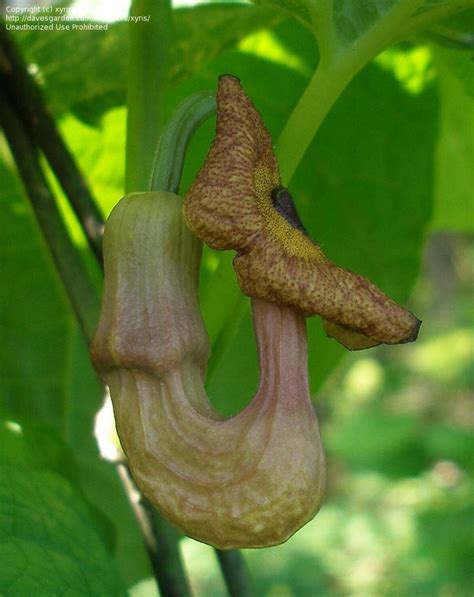 PlantFiles Pictures: Aristolochia Species, Broadleafed Birthwort ...