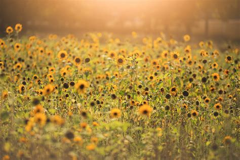 Sunflower Field Digital Backdrop Light Leak Golden Light | Etsy