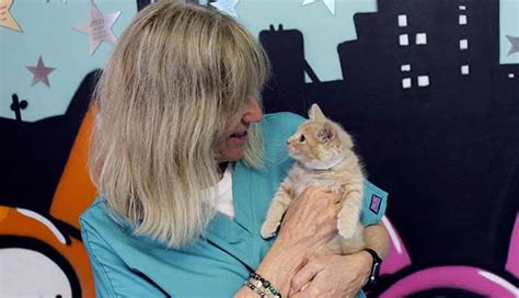 Trap-Neuter-Return: The Most Humane Way To Save Stray Cats, Veterinarians Say – Arizona Daily ...