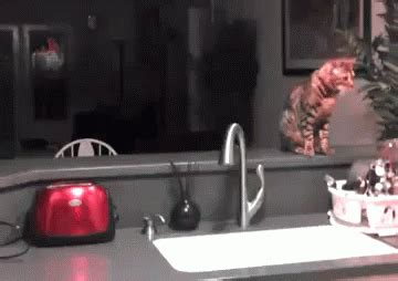 Scaredy Cat GIF - Toaster Scared Cat - Discover & Share GIFs