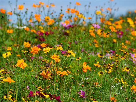 What Is Meadow Turf – Wildflower Meadow Lawn Areas For Wildlife