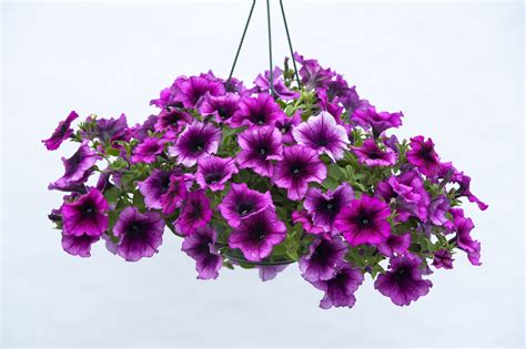 4K, Petunia, Many, White background, HD Wallpaper | Rare Gallery