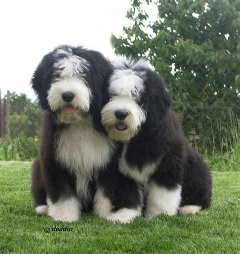 Pin by Darren Driscoll on Old English Sheepdog | Bearded collie puppies ...