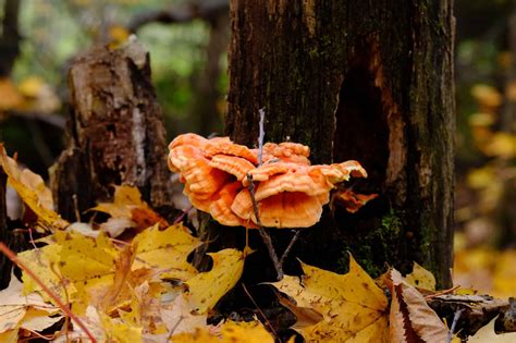 Chicken of the Woods Mushrooms: A Complete Guide - A-Z Animals