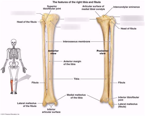 Tibia/Fibia Diagram | Quizlet