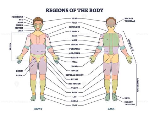 Pin on Diagrams and Infographics