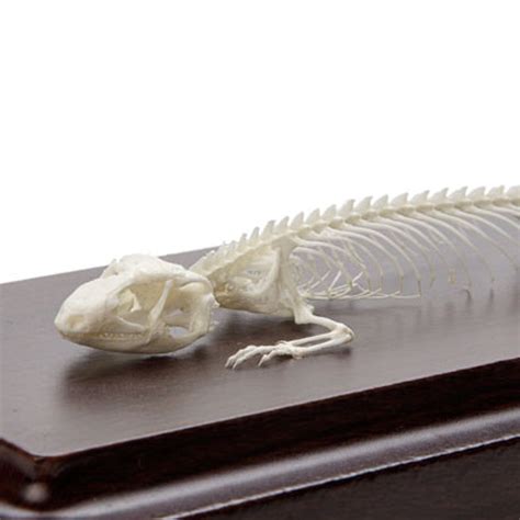 Lizard Skeleton - The Evolution Store