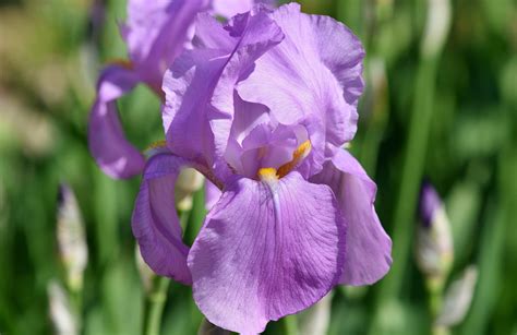 Iris Flower Meaning in the Language of Flowers - Petal Republic