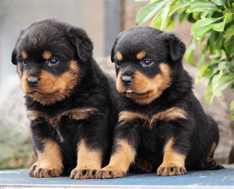 Cachorros Rottweiler en Venta | Rottweiler.mx Mexico