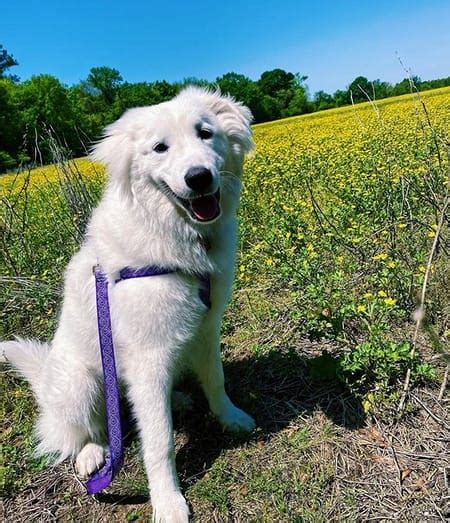 Top 132 Best Great Pyrenees Dog Names - PetPress