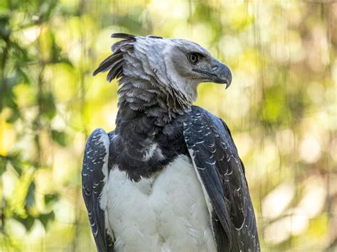 Harpy Eagle Bird Facts (Harpia harpyja) | Birdfact