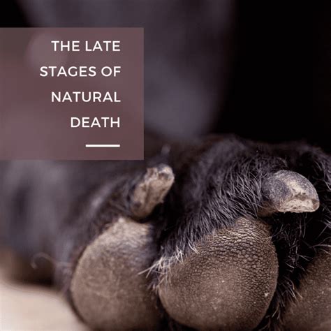 15 Signs a Dog Is Dying: What to Do When Your Dog's Health Declines ...