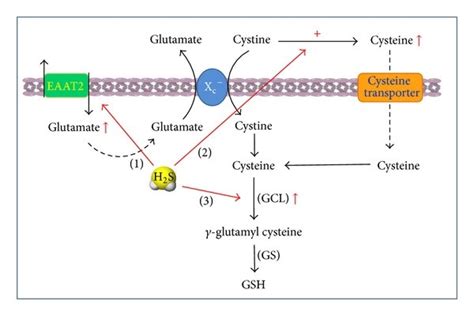 Endogenous superoxide anion (... | Download Scientific Diagram