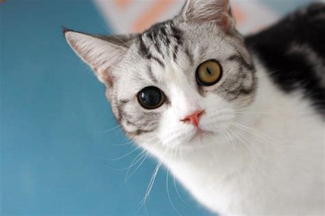 Anisocoria in cats: causes, symptoms and treatment - Animal Expert