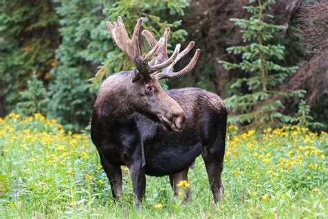 Why Do Moose Shed Their Antlers? All Your Questions, Answered