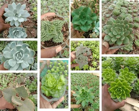 Pack of 10 cute succulents - Urban Plants™