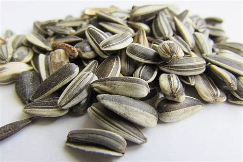 Sunflower Seeds Health Benefits and How to Eat Them - Just Credible