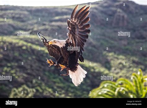 Eagle flying mountain hi-res stock photography and images - Alamy