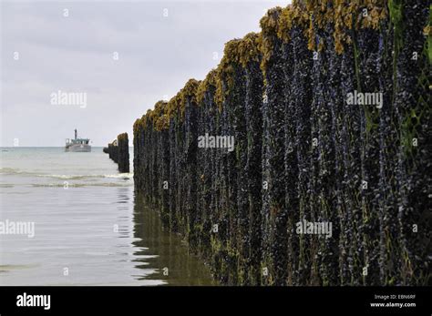 blue mussel, bay mussel, common mussel, common blue mussel (Mytilus edulis), mussel farm at ebb ...