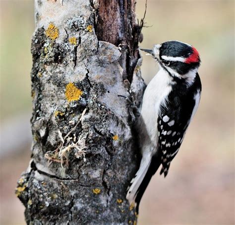 Woodpecker - Birds and Blooms