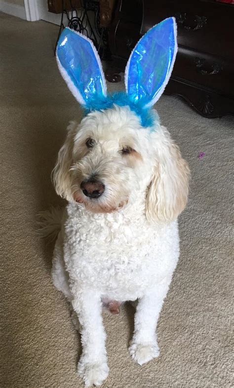 Easter Bunny Ears Dog Costume Headpiece - Blu... | BaxterBoo