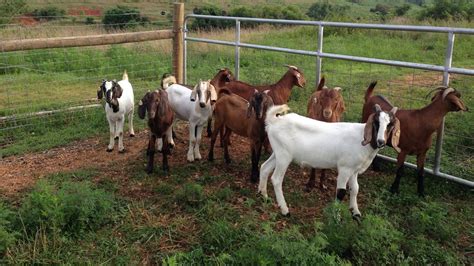 Raising Boer Goats for Show: Selection, Care and Showing