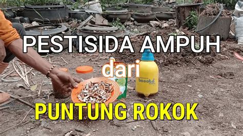 Deterjen+ puntung rokok/tembakau untuk berantas kutu Putih sebagai pestisida organik Pd jeruk ...