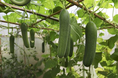 How To Grow Cucumbers Vertically In An Effective Way | Garden