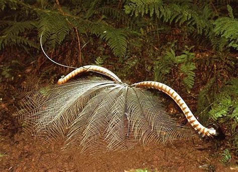 Lyrebirds