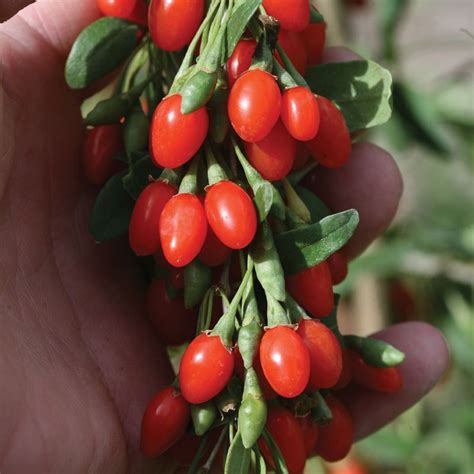 Lifeberry® Goji Berry Plant Collection - Goji Berry Plants - Stark Bro's