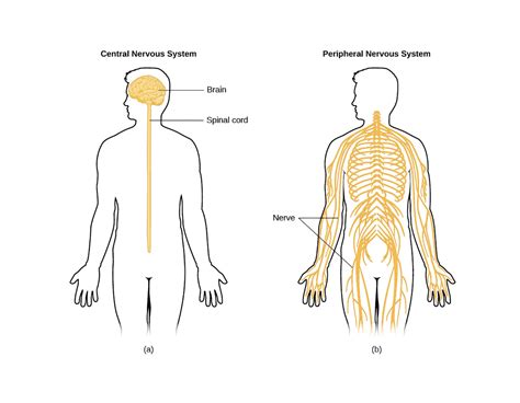 The Central and Peripheral Nervous Systems - StoryMD