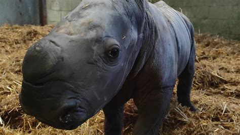 Baby southern white rhino born at Suffolk zoo | UK News | Sky News