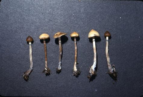 Psilocybe fimetaria - Vancouver Mycological Society