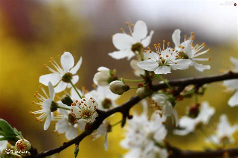 White, trees, fruit, Flowers - Plants wallpapers: 2048x1365