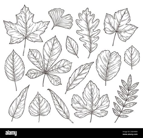 Sketch autumn leaves. Fall leaf, hand drawn vintage foliage element. Isolated forest maple oak ...