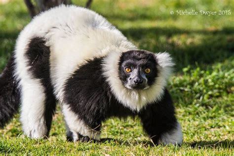 Ruffed Lemur | Pretty animals, Cute animals, Lemur