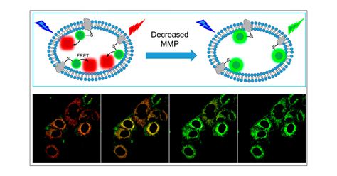 13 Enigmatic Facts About Mitochondrial Membrane Potential - Facts.net