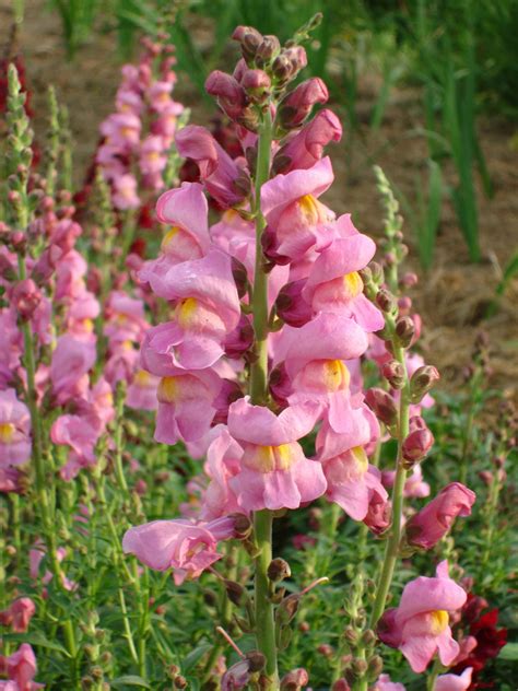 Snapdragon Flower Images Download