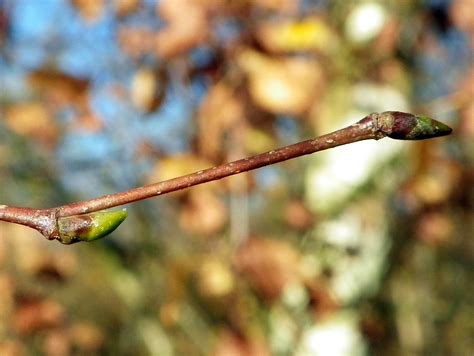 Silver Birch (Betula pendula) buds | Silver Birch (Betula pe… | Flickr