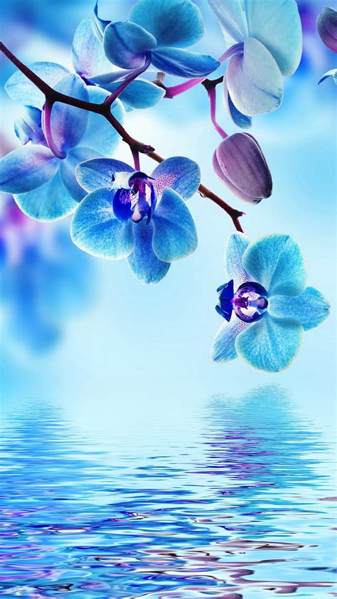 Orchids Wallpaper