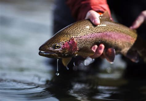 How To Fly Fish For Trout: An Angler's Guide - Into Fly Fishing